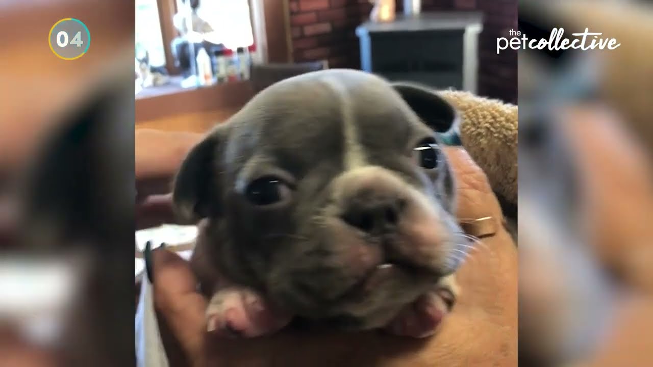 Calming Pet Videos to Help You Relax