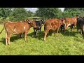 Jerseynorwegian redfriesian calves maximising hybrid vigour