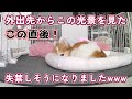 【衝撃】16歳高齢犬のリビングが大惨事！外出先で絶叫した瞬間がこちら！