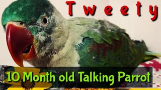 10 month Baby talking parrot - Talking sweet Baby parrot screenshot 3