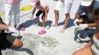 Hammocks Beach State Park Sea Turtle Program