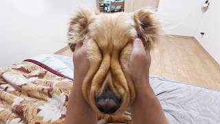 ブサイクだけど可愛い子。就寝準備を始めると・・・。【Golden Retriever japan】