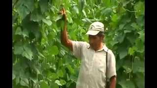 ANALISIS CRITICO Tecnología agrícola tradicional: 9 mil años de agricultura en México