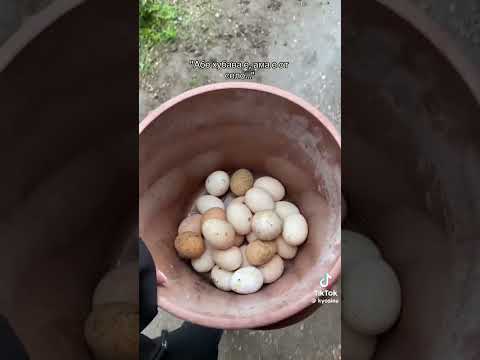 ROSTISLAVA VQCA MQ FEN VIDEO Rostislava Vqcamq Village Milenarecords Distrokid 