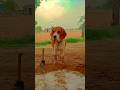 riyuu 👋❣️ #dog #trending #cute #shortvideo #reels #beagle #viral #like #family #riyuu_003 #mrbeast
