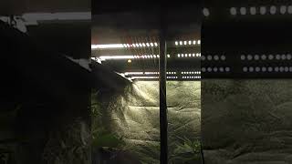Sponsored Unboxing and weekly tent update video