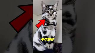 Top 3 Cat Breeds That Act Like Dogs #cat  #CatBreedsThatActLikeDogs #catlover