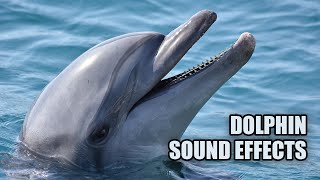 Dolphin Sounds Dolphin Sound Effects
