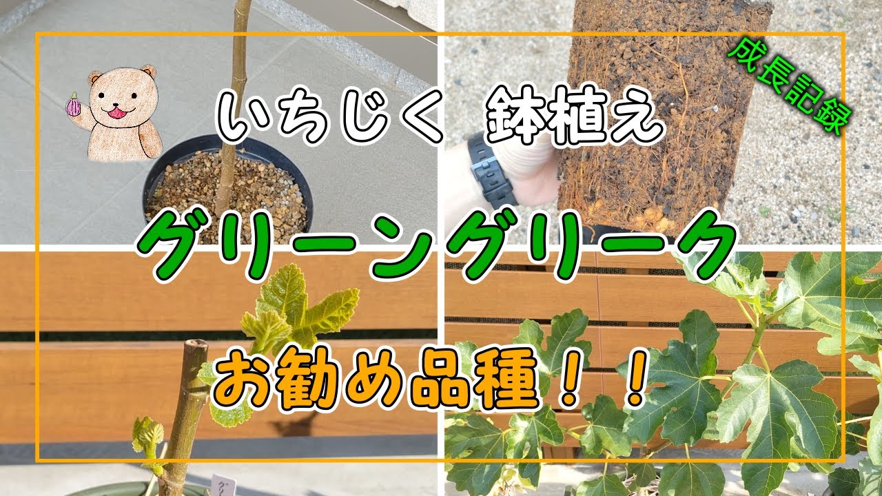 ④ くま様　グリーングリーク親株 Yahoo!オークション - 「greek」果物 (苗) の落札相場・落札価格