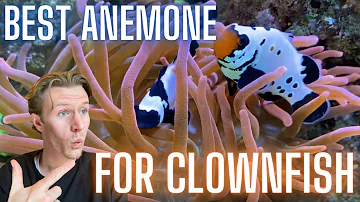 Welche Anemone für Clownfisch im Aquarium?