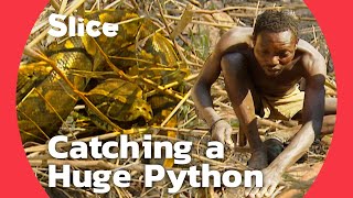 Capturing a Giant Python to Make Ends Meet in Cameroon | SLICE