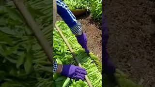 Cara unik petani cerdas memangkas tanaman kangkung dengan cara dimiringkan #shorts