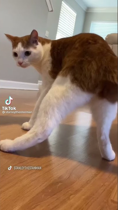 Twerking cat