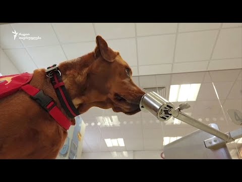 ძაღლები COVID-19-ის წინააღმდეგ: ძაღლის ყნოსვა ექიმებს დიაგნოზის დასმაში დაეხმარება