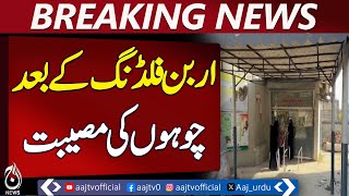 Rodent Infestation Adds Misery After Karachi Urban Flooding &ndash; Pakistan News