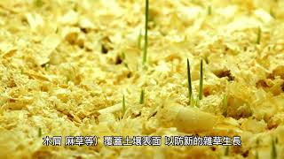 徹底除草，打造美麗庭院