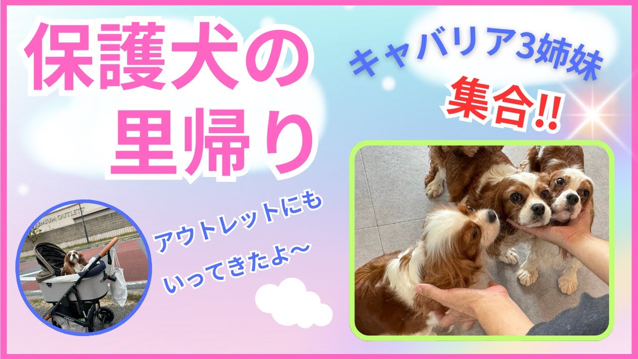 【保護犬の里帰り】＆プレミアムアウトレット