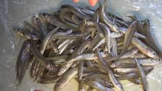 😋 ♡ Fishes little tiny deep-fried - Girice - Gavuni - Whitebait - Chanquetes - recipe "HD"