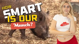 Trying to go VEGAN: How Smart Is Our Munch?