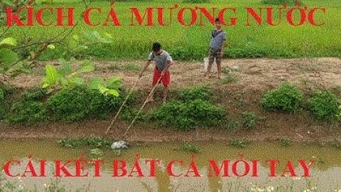 Kích Cá Mương Nước Cạn Và Cái Kết Không Ngờ Tới Vồ Không Xuể l ANH VAN TV