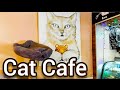 Cat Cafe Budapest // #cat