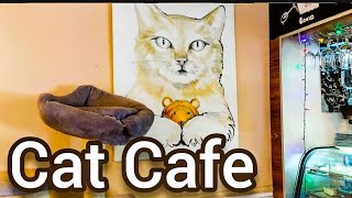 Cat Cafe Budapest // #cat