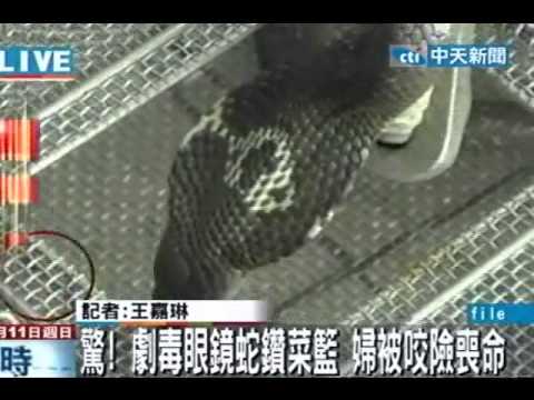 驚！劇毒眼鏡蛇鑽菜籃 婦被咬險喪命