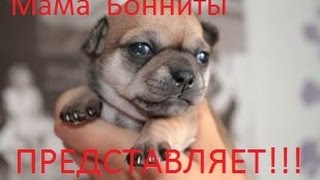 Как растет чихуа. Dedlis Way Bonnita May Soul Как растет чихуа. Dedlis Way Bonnita May Soul
