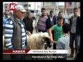 130 Kiloluk Koç Burma Vatandaşların İlgi Odağı Oldu