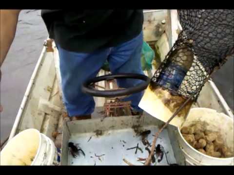 Real Cajun Crawfishing in the Bayou 2011