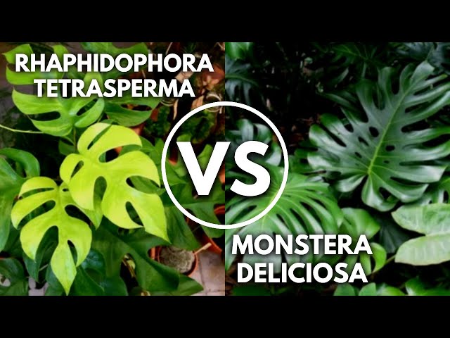 philodendron tortum kaufen Philodendron 'Tortum' main image 1