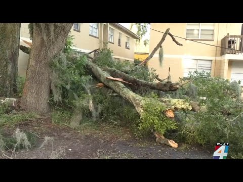 Tree falls on