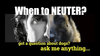 What is the BEST AGE to Neuter a MALE GERMAN SHEPHERD  ask me anything