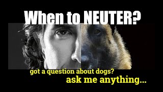 What is the BEST AGE to Neuter a MALE GERMAN SHEPHERD - ask me anything Content