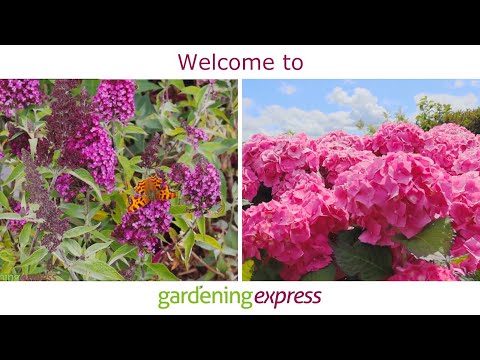 Welcome to Gardening Express