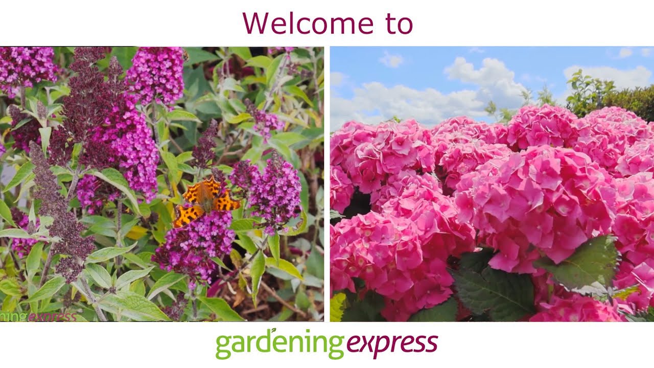 to Gardening Express YouTube