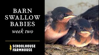 Baby Barn Swallows | Week 2
