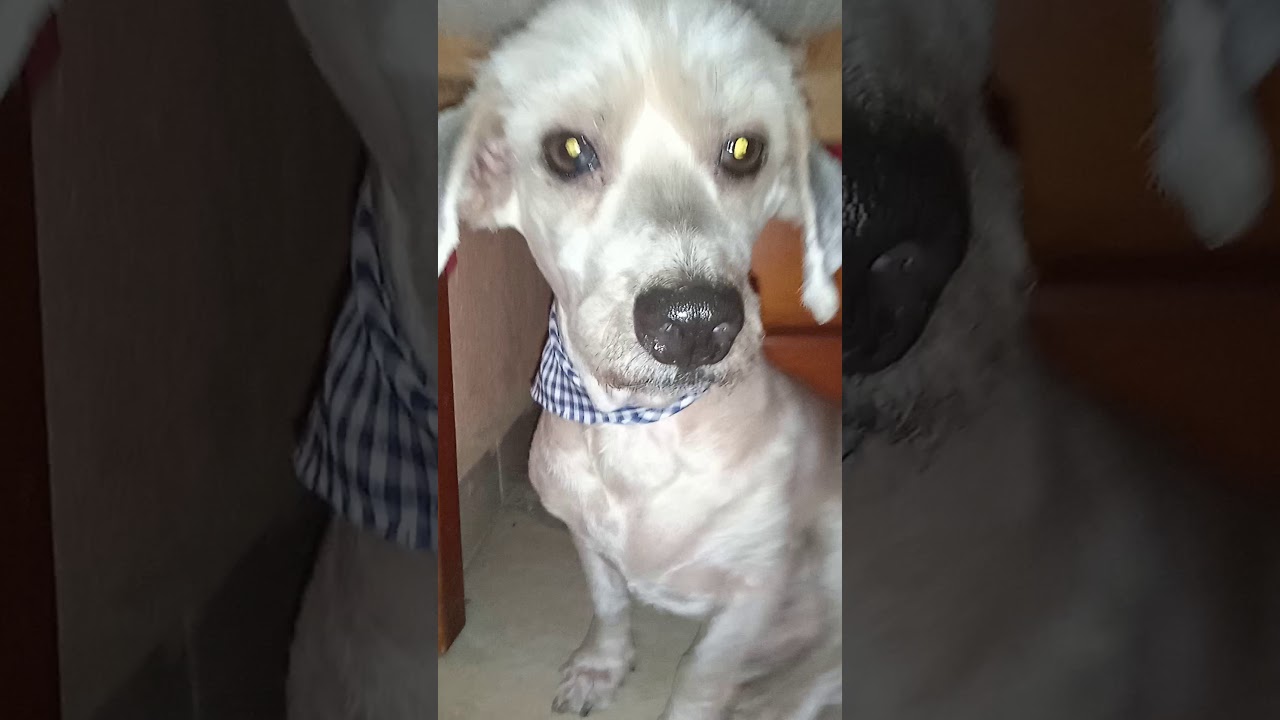 perro calvo 👍🏻