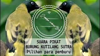 SUARA KUTILANG SUTRA. Inspirasi