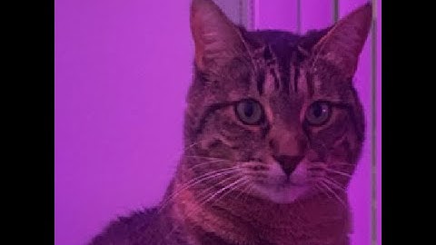 The CarlCon-versation :D