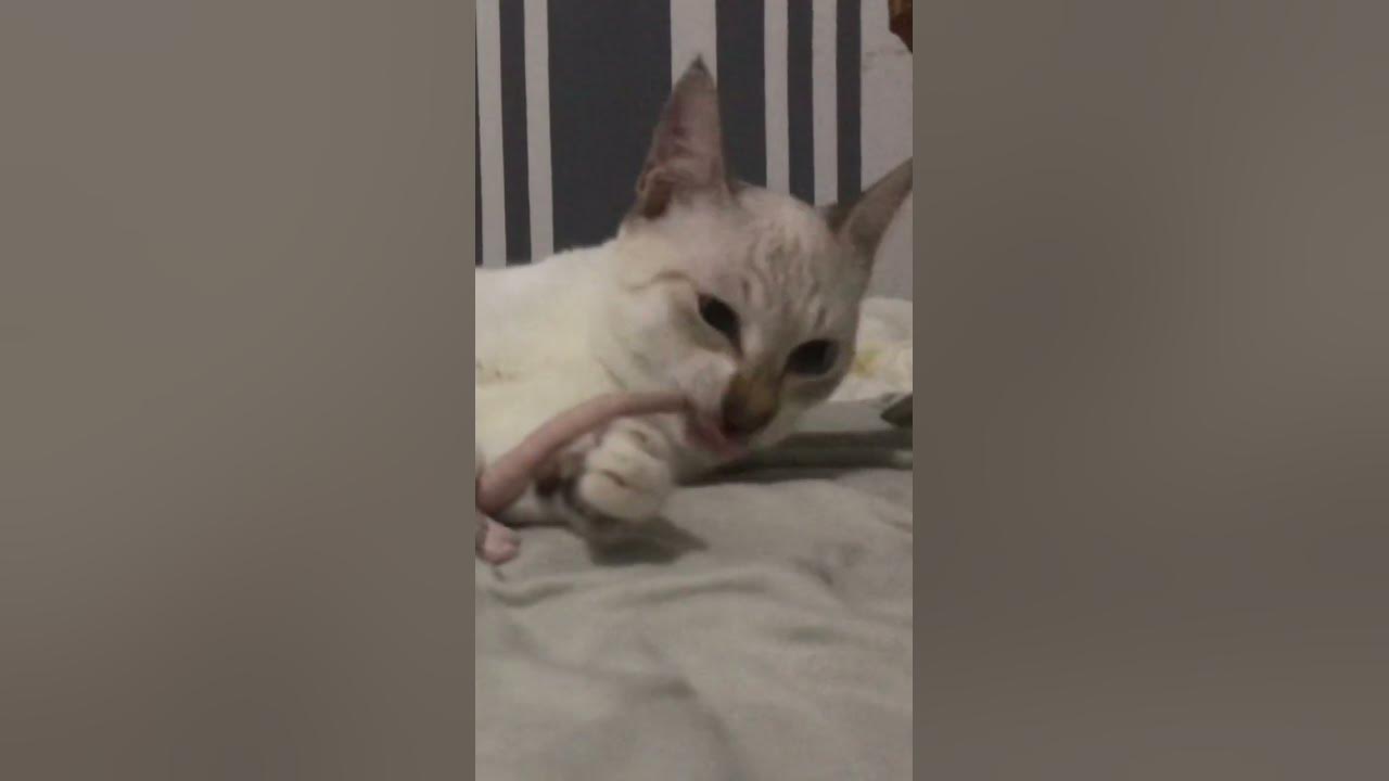 CUTE CAT “HÂRŪ” and Mr. Mice why is my cat chewing mr. mice 😸 YouTube
