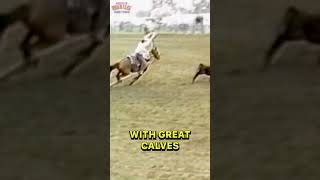 This Calf Just Destroyed a Grown Man #funny #rodeo