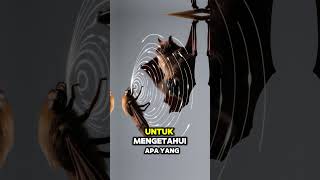 Fakta Menakjubkan : Kelelawar Bisa Melihat dengan Suara! 🦇 | Fakta Sains Unik