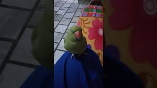 Baat karne walla Tota(Parrot)| Talking#Parrot