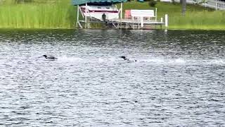 Loon Paddling (aka Wing-Rowing)