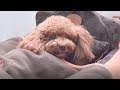 8 лучших лежанок и ковриков для домашних животных best bed and rugs for pets c AliExpress