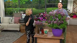Roberta s 1-Piece Summer Blooming Dwarf Lilac Shrub Live Plant on QVC