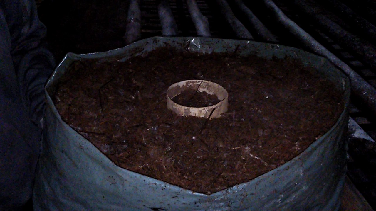 agcogumelos arrumando saco de composto