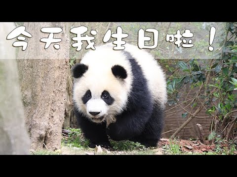 《熊貓早晚安》今天我生日啦！| iPanda熊貓頻道