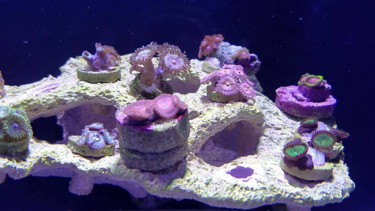 Zoanthids losing color help YouTube